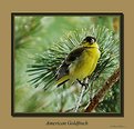 Picture Title - American Goldfinch