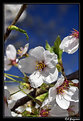 Picture Title - Cherry Blossom II