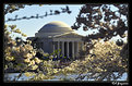 Picture Title - Jefferson Memorial Spring