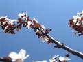 Picture Title - burgeon