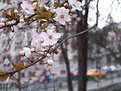 Picture Title - city blossom