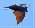 Picture Title - flying fox