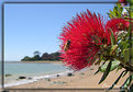 Picture Title - Pohutukawa Bee #2