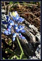 Picture Title - Texas Bluebonnet and a Srick