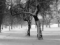 Picture Title - snowy memory