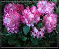 Picture Title - ---Rhododendron---