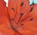 Picture Title - Red Daylilly