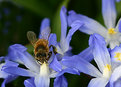 Picture Title - "Busy bee"