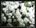 Picture Title - Baby's Breath