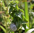 Picture Title - snail