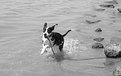 Picture Title - water dog