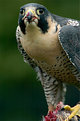 Picture Title - NW Falcon