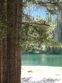 Picture Title - conifers on the beach