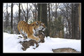 Picture Title - TIGER