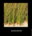 Picture Title - Dune Grass