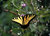 Shenandoah swallowtail