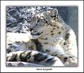 Picture Title - Snow Leopard