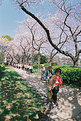 Picture Title - Cherry Blossoms I