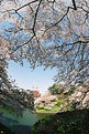 Picture Title - Cherry Blossoms II