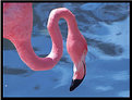 Picture Title - Flamingo 