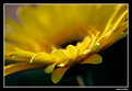 Picture Title - Flower