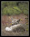 Picture Title - Gray Fox #1