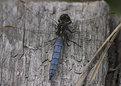 Picture Title - Blue Dragonfly