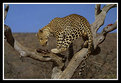 Picture Title - Feeding Leopard 