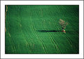 Picture Title - Solitary Tree