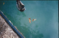 Picture Title - Duck in Green