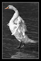 Picture Title - swan