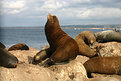 Picture Title - California Sea Lion