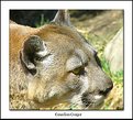 Picture Title - Canadian Cougar