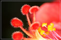 Picture Title - Stamen