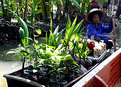 Picture Title - Floating Market V