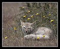 Picture Title - Gray Fox #2