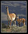 Mother and Baby Guanaco