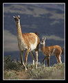 Picture Title - Mother and Baby Guanaco