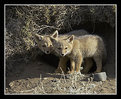 Picture Title - Gray Fox Pups