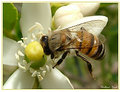 Picture Title - A hungry bee