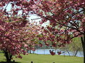 Picture Title - Primavera in Tennessee/Spring in Tennesee