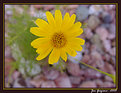 Picture Title - Teeny Tiny Yellow Flower