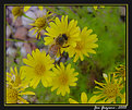 Picture Title - Busy Bee and Tiny Yellow Flowers