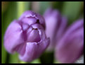 Picture Title - purple petals