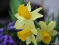 Picture Title - Daffodils