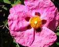 Picture Title - rock rose