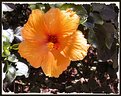 Picture Title - Hibiscus in Tangerine