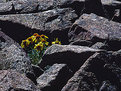 Picture Title - Bouquet on the Rocks