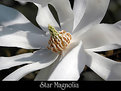 Picture Title - Star Magnolia