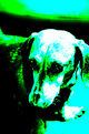 Picture Title -  Electric  Dog